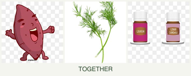 Can you plant sweet potatoes, dill and geraniums together?