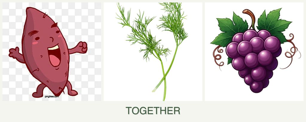 Can you plant sweet potatoes, dill and grapes together?