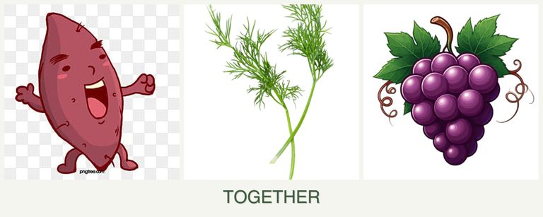 Can you plant sweet potatoes, dill and grapes together?