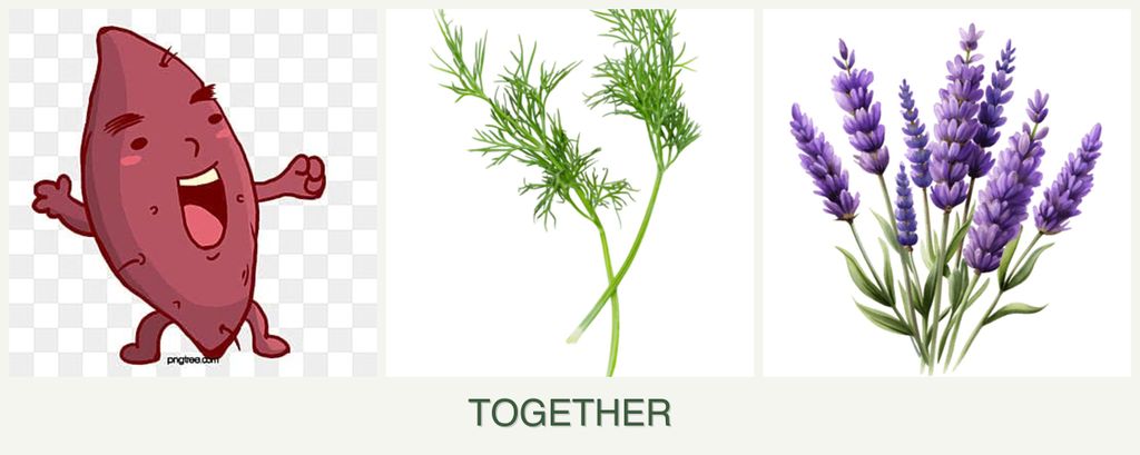 Can you plant sweet potatoes, dill and lavender together?
