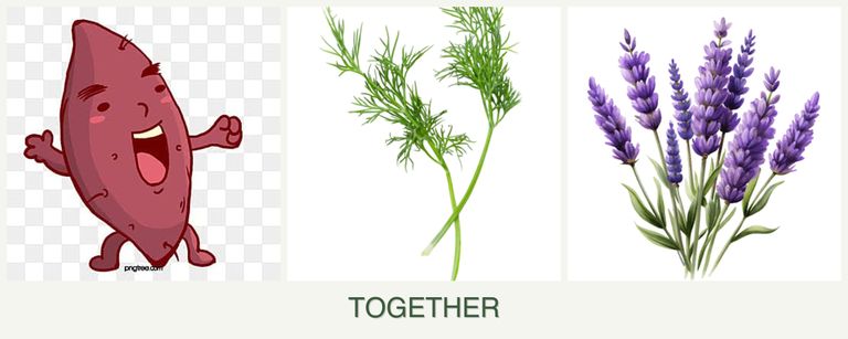 Can you plant sweet potatoes, dill and lavender together?