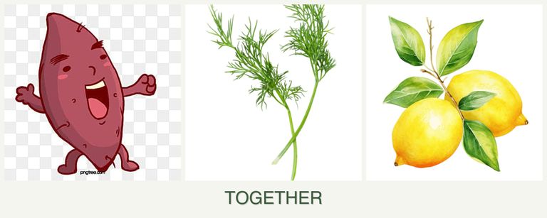 Can you plant sweet potatoes, dill and lemons together?
