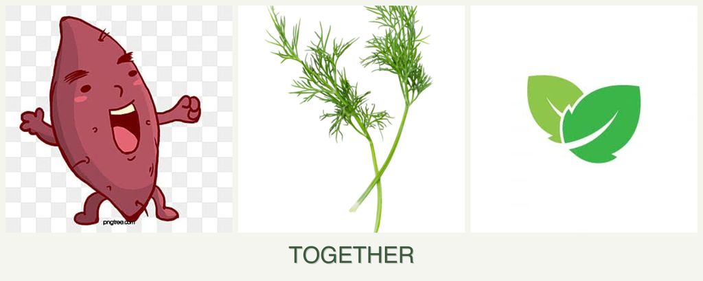 Can you plant sweet potatoes, dill and mint together?