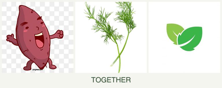 Can you plant sweet potatoes, dill and mint together?