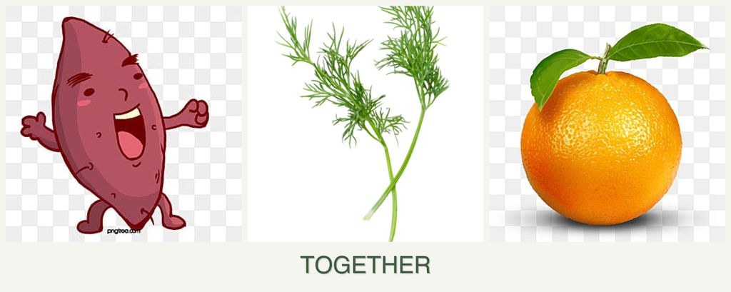 Can you plant sweet potatoes, dill and oranges together?