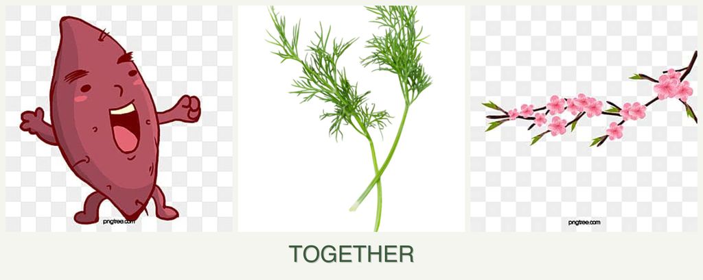 Can you plant sweet potatoes, dill and peaches together?