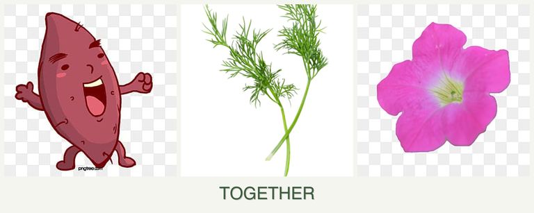 Can you plant sweet potatoes, dill and petunias together?