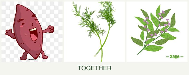 Can you plant sweet potatoes, dill and sage together?