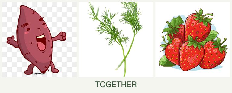 Can you plant sweet potatoes, dill and strawberries together?