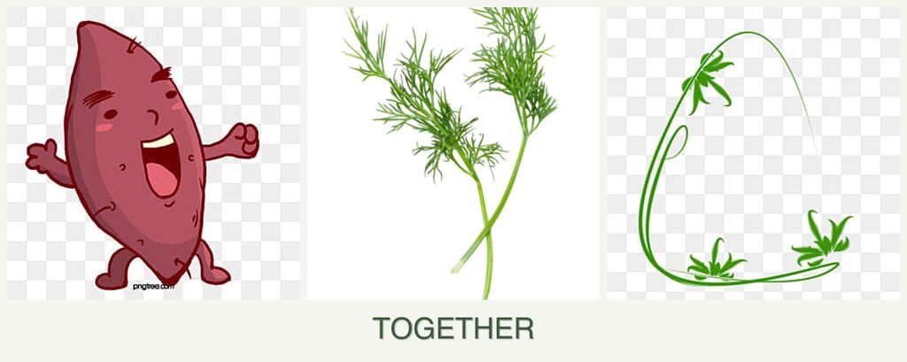 Can you plant sweet potatoes, dill and tarragon together?