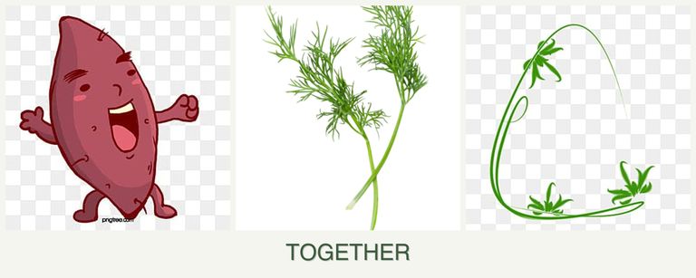 Can you plant sweet potatoes, dill and tarragon together?