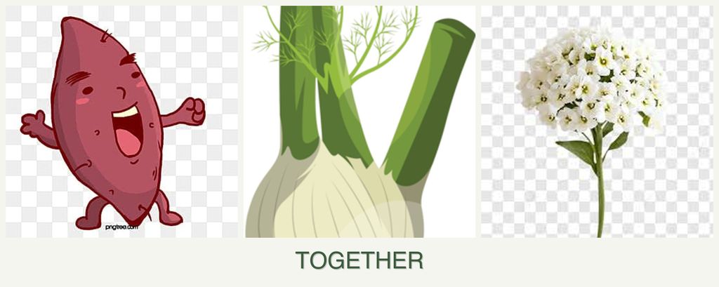 Can you plant sweet potatoes, fennel and alyssum together?