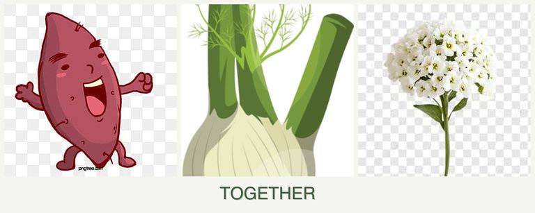 Can you plant sweet potatoes, fennel and alyssum together?