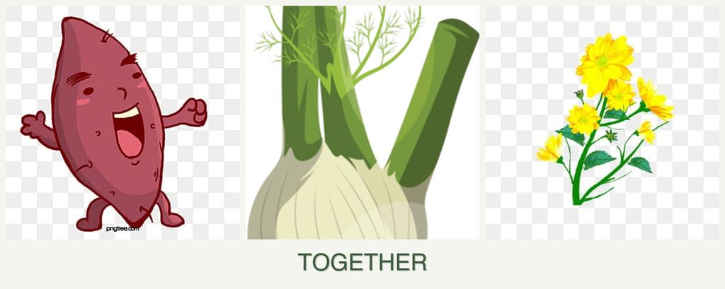 Can you plant sweet potatoes, fennel and calendula together?