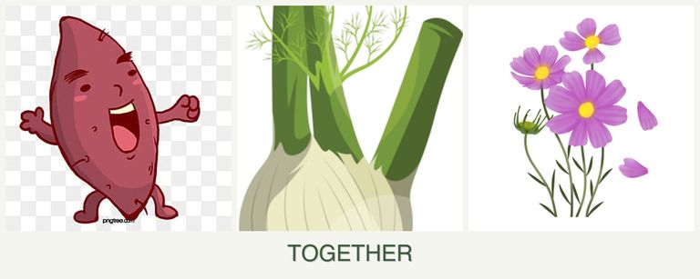 Can you plant sweet potatoes, fennel and cosmos together?