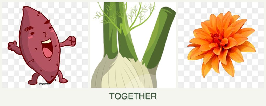 Can you plant sweet potatoes, fennel and dahlias together?