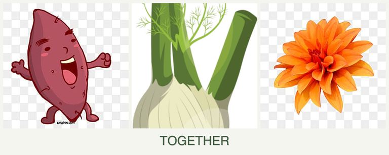 Can you plant sweet potatoes, fennel and dahlias together?