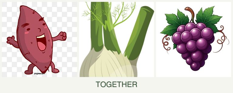 Can you plant sweet potatoes, fennel and grapes together?