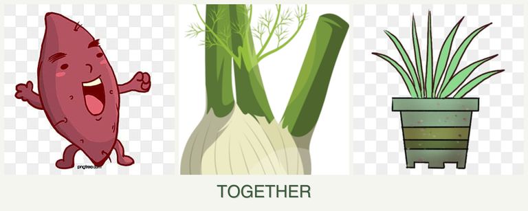 Can you plant sweet potatoes, fennel and lemongrass together?