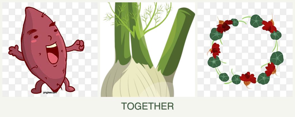 Can you plant sweet potatoes, fennel and nasturtiums together?