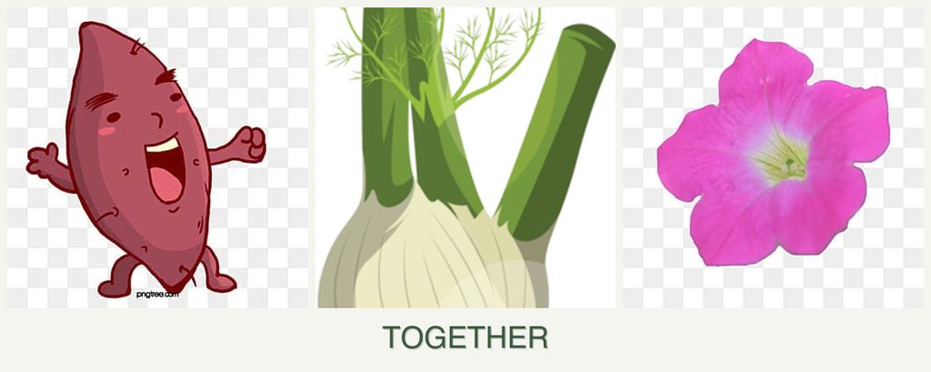 Can you plant sweet potatoes, fennel and petunias together?