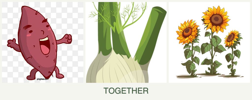 Can you plant sweet potatoes, fennel and sunflowers together?