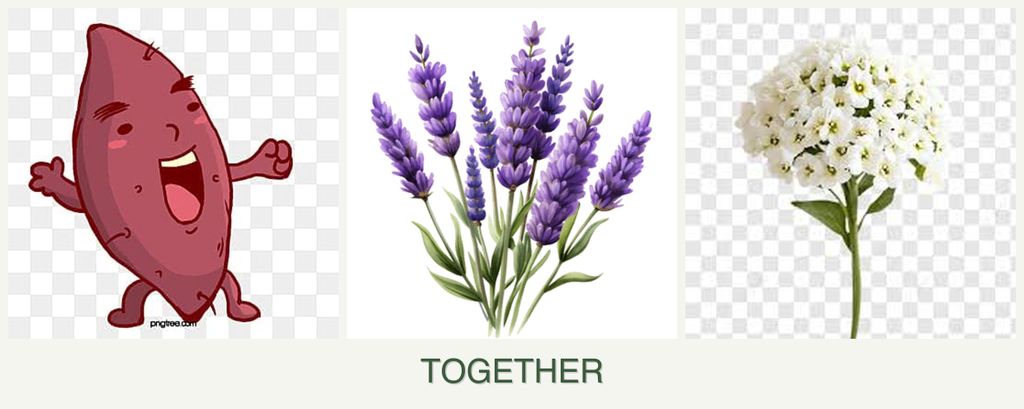 Can you plant sweet potatoes, lavender and alyssum together?