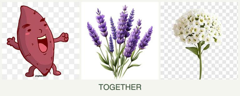 Can you plant sweet potatoes, lavender and alyssum together?
