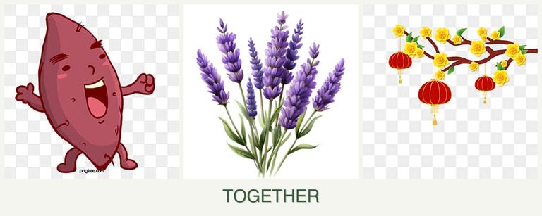 Can you plant sweet potatoes, lavender and apricots together?