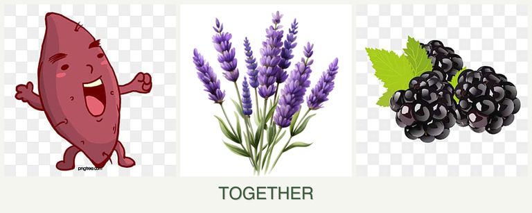 Can you plant sweet potatoes, lavender and blackberries together?