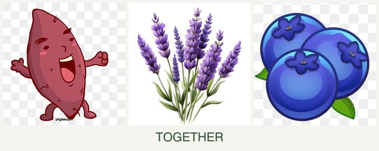 Can you plant sweet potatoes, lavender and blueberries together?