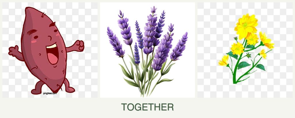 Can you plant sweet potatoes, lavender and calendula together?