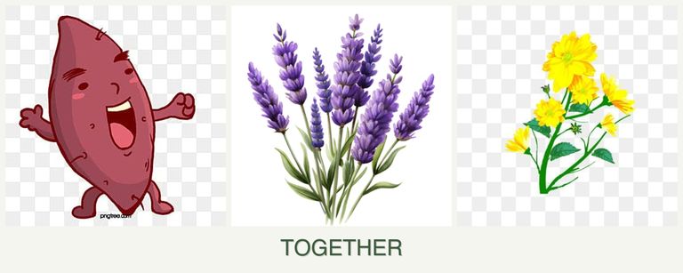 Can you plant sweet potatoes, lavender and calendula together?