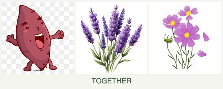 Can you plant sweet potatoes, lavender and cosmos together?