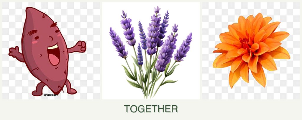 Can you plant sweet potatoes, lavender and dahlias together?