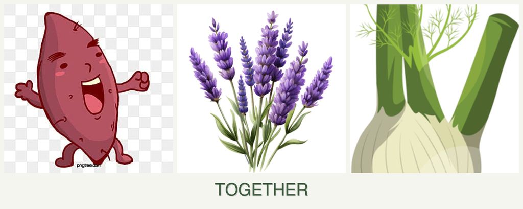 Can you plant sweet potatoes, lavender and fennel together?