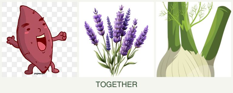 Can you plant sweet potatoes, lavender and fennel together?