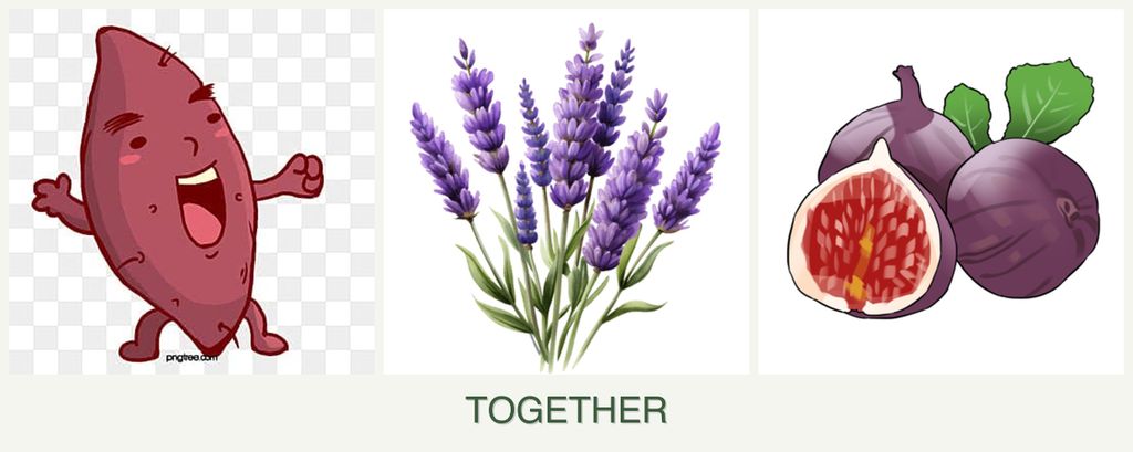 Can you plant sweet potatoes, lavender and figs together?