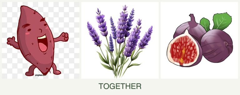 Can you plant sweet potatoes, lavender and figs together?