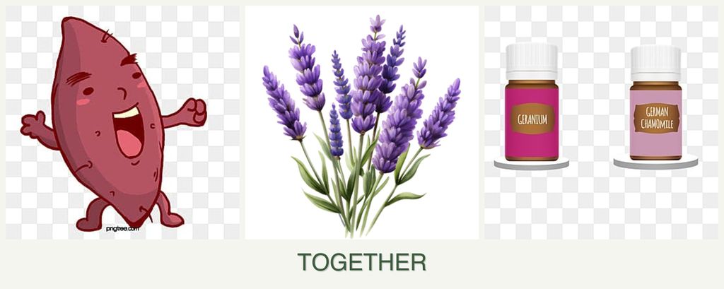 Can you plant sweet potatoes, lavender and geraniums together?