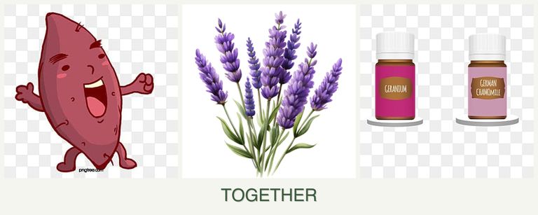 Can you plant sweet potatoes, lavender and geraniums together?
