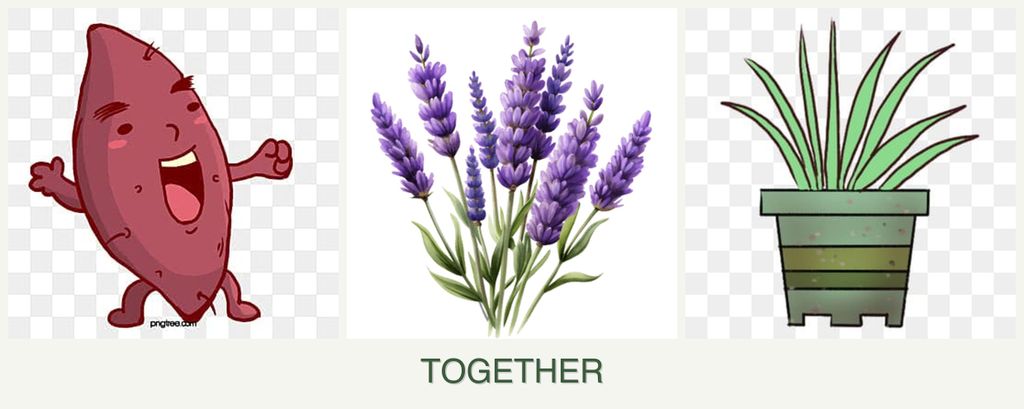 Can you plant sweet potatoes, lavender and lemongrass together?