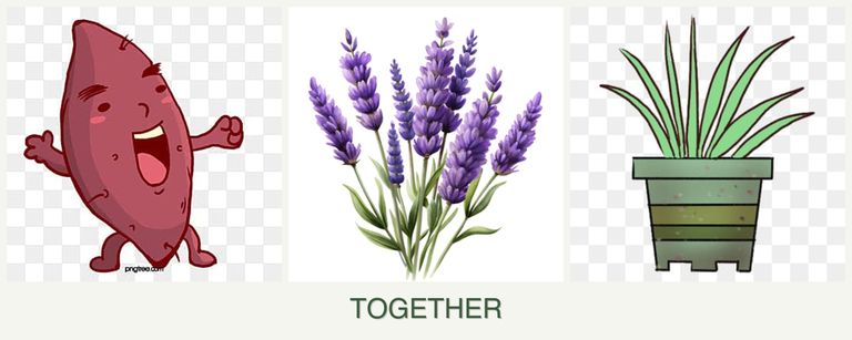 Can you plant sweet potatoes, lavender and lemongrass together?
