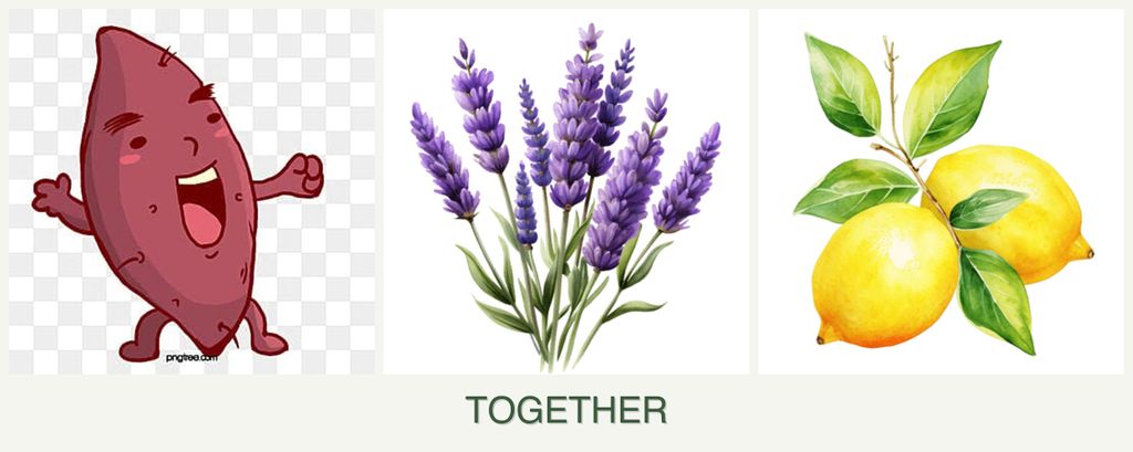 Can you plant sweet potatoes, lavender and lemons together?