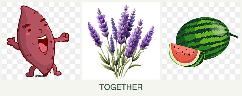 Can you plant sweet potatoes, lavender and melons together?