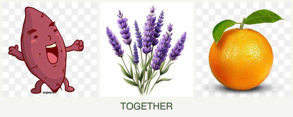 Can you plant sweet potatoes, lavender and oranges together?