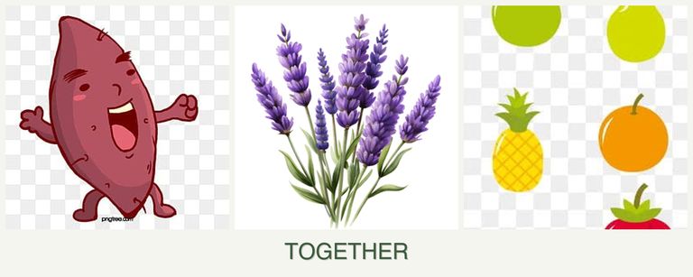 Can you plant sweet potatoes, lavender and pears together?