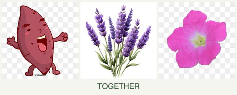 Can you plant sweet potatoes, lavender and petunias together?