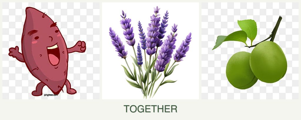 Can you plant sweet potatoes, lavender and plums together?
