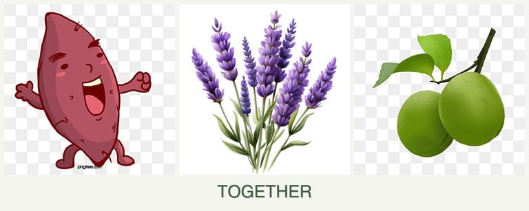 Can you plant sweet potatoes, lavender and plums together?